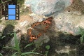 Scene 30_Junonia 1